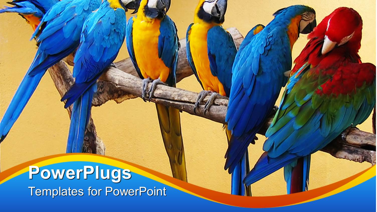 Group of Brightly Colored Macaws Sit on Tree Branch