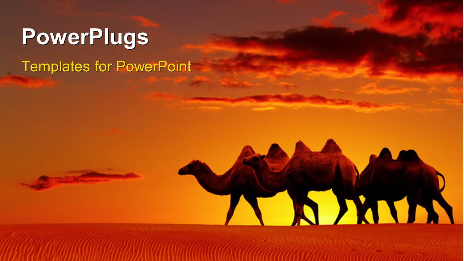 a Group of Camels in the Desert