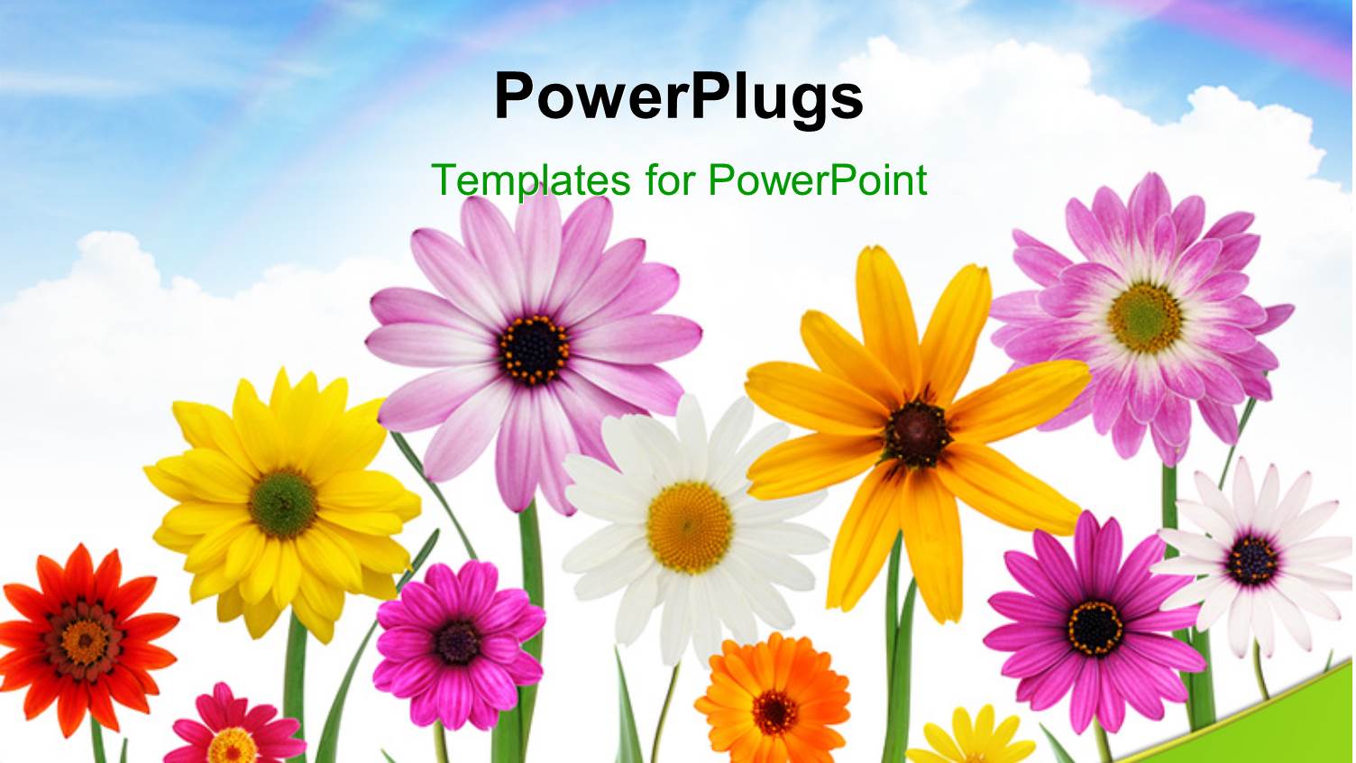 Group of Colorful Summer Daisies and Sunflower with Beautiful Sky in the Background