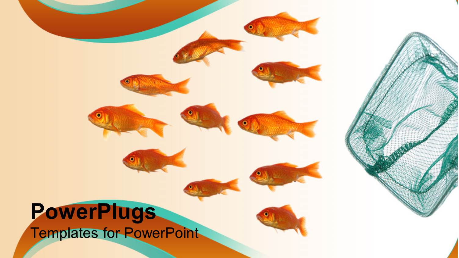 Group of Goldfish Swimming Away from Net