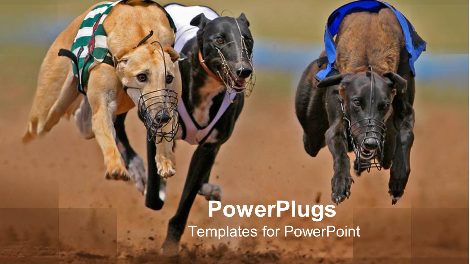 a Group of Greyhounds Running Behind a Prey