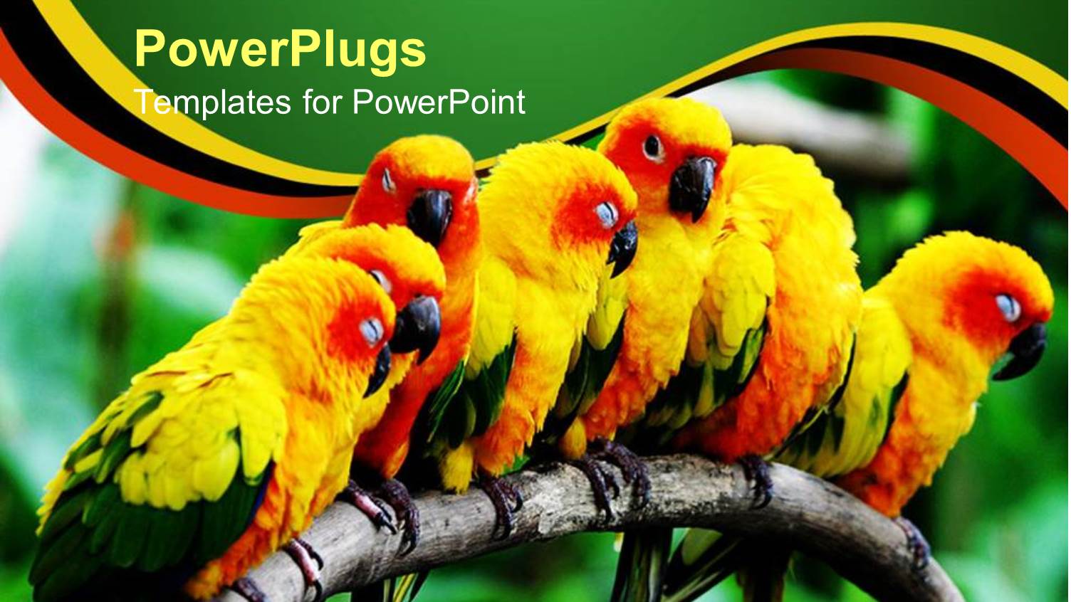 a Group of Parrots Together with Blurred Background