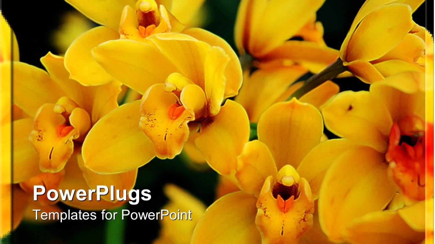 Group of Yellow Orchids in Full Bloom on Dark Background