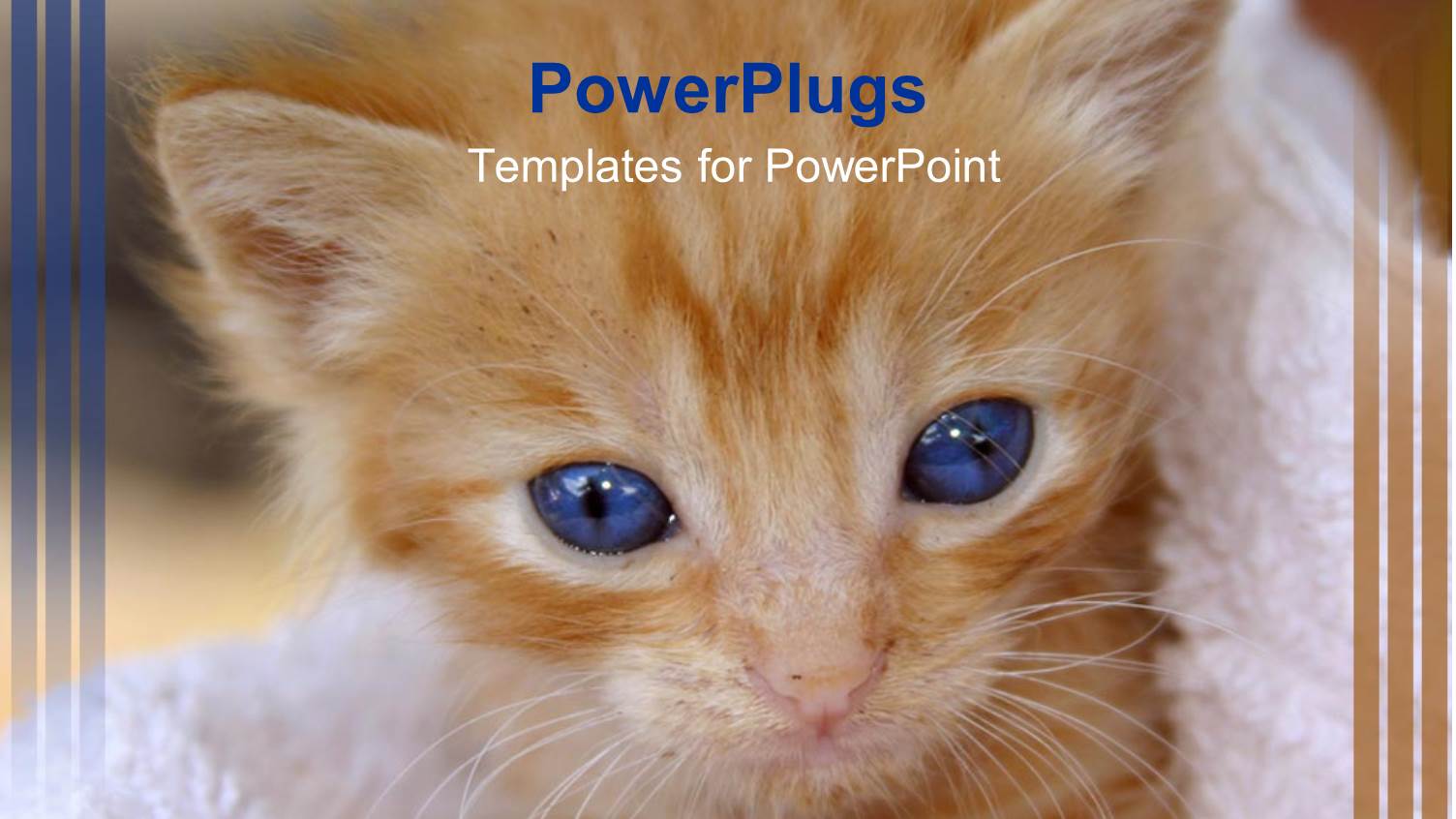 Hairy Brown Colored Cat with Blue Eyes in a Towel