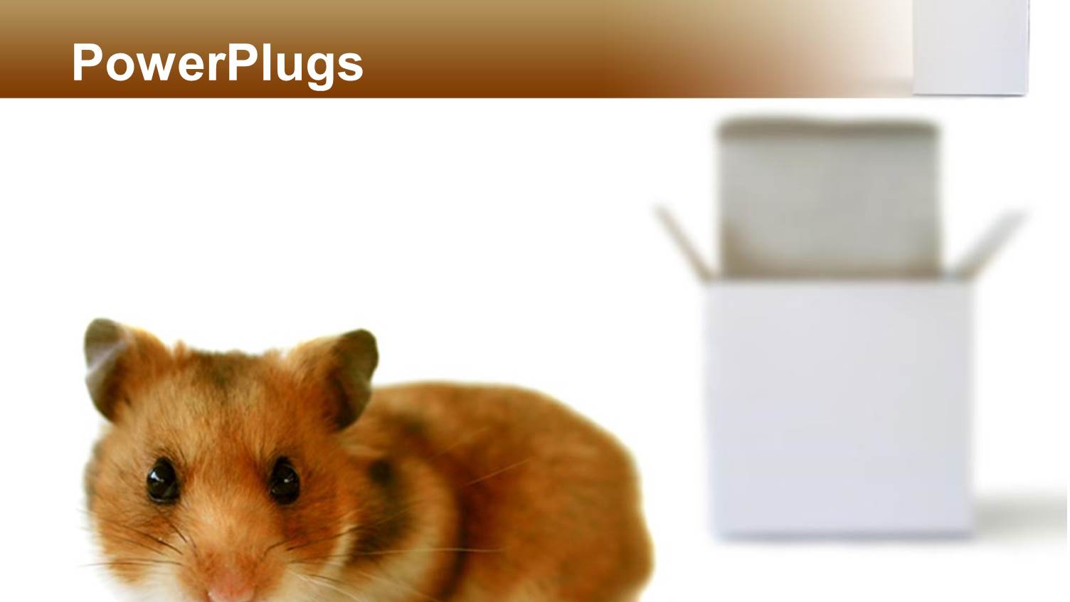 a Hamster in Front of a Box with White Background