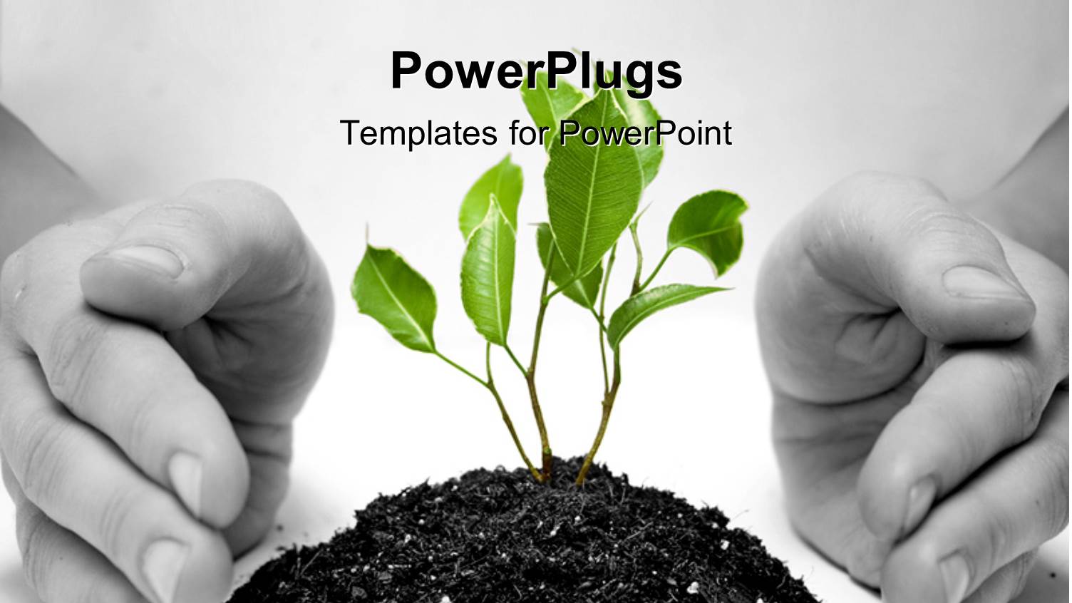 Hand Protects Green Plant Sprouting from Earth on White Surface 