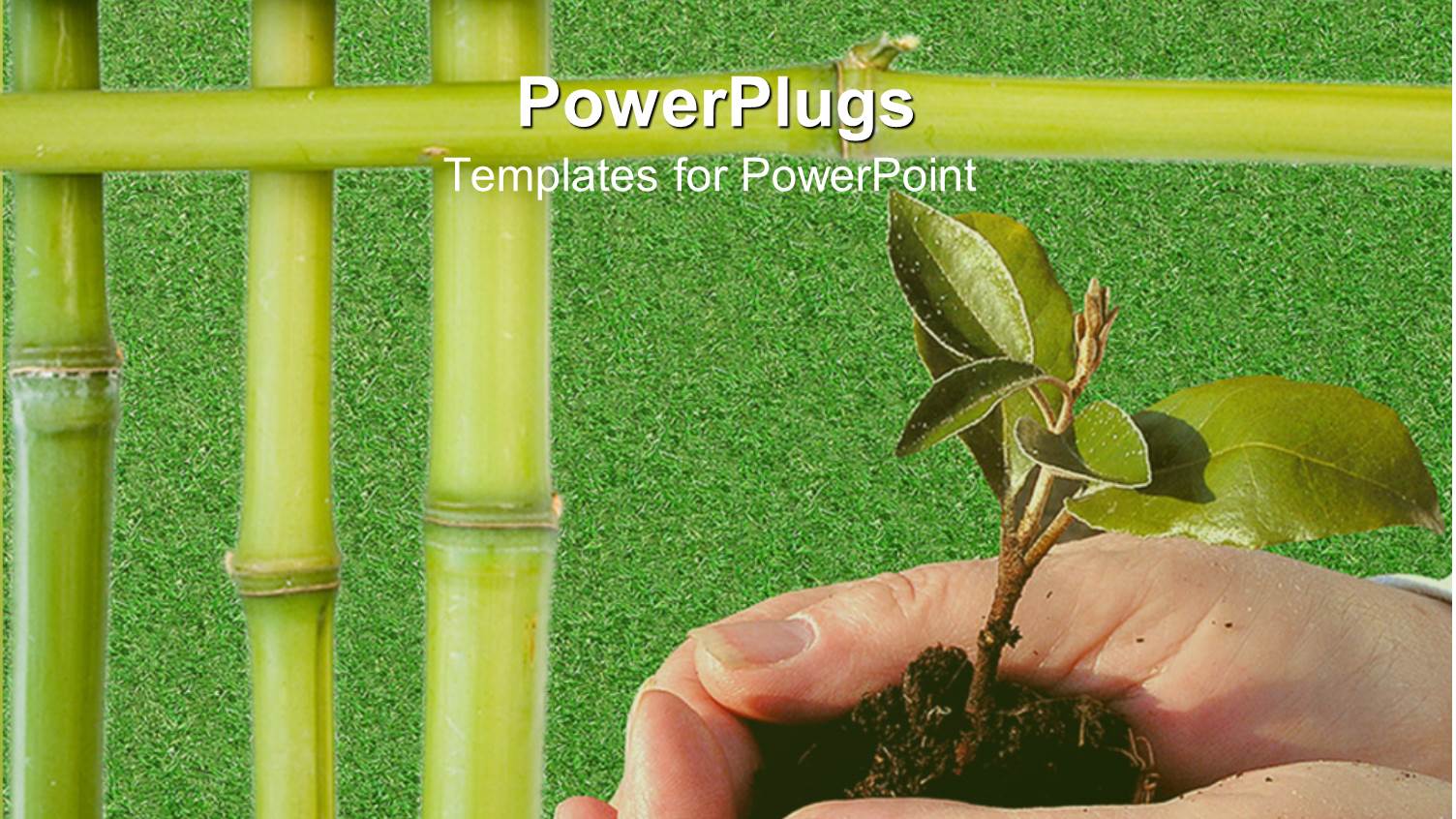 Hands Holding Young Tree Plant with Bamboo Stick Borders on Green Grass Background