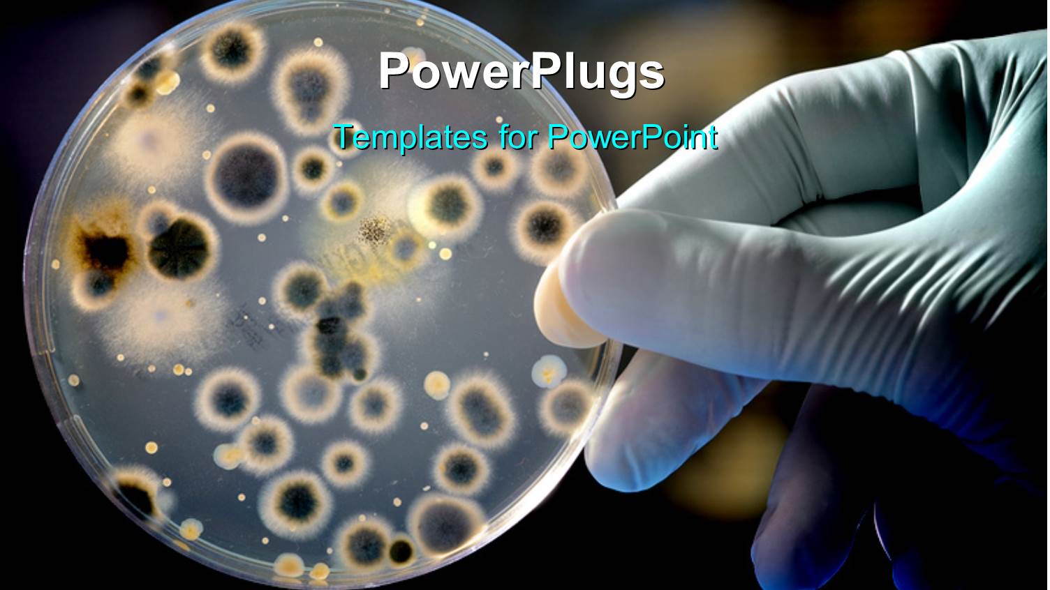 Hands in Surgical Glove Holding Petri Dish with Bacteria Culture 