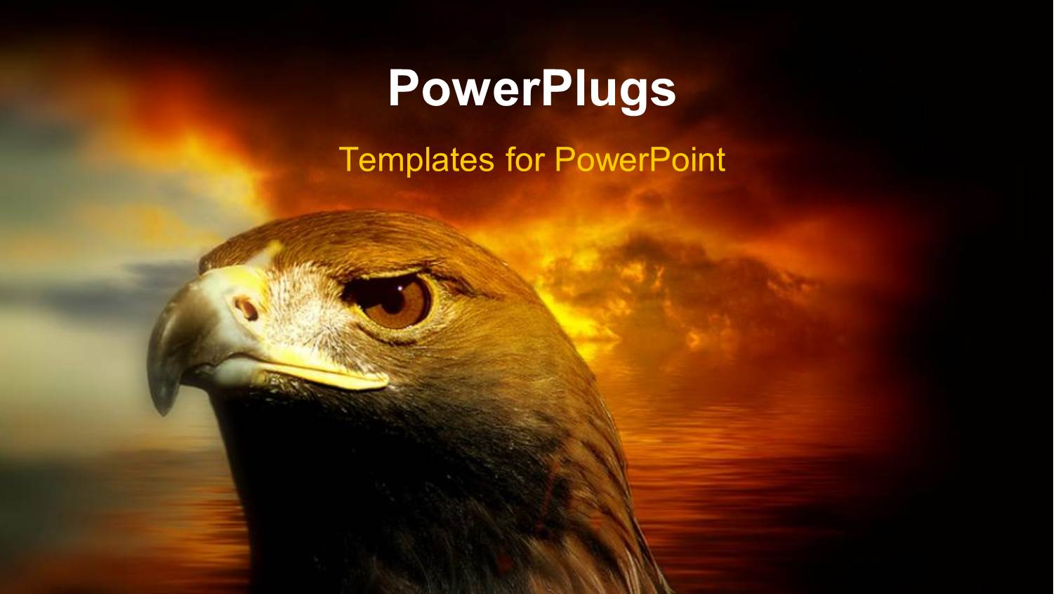 a Hawk with a Sunset in the Background