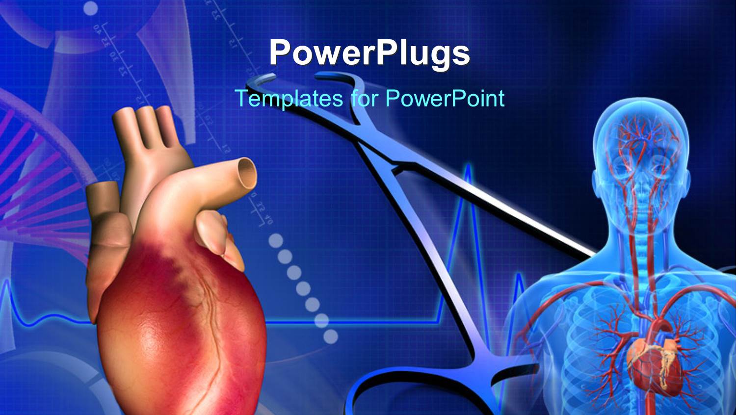 Heart, Cardiogram Pulse and Scan Showing Human Circulatory System