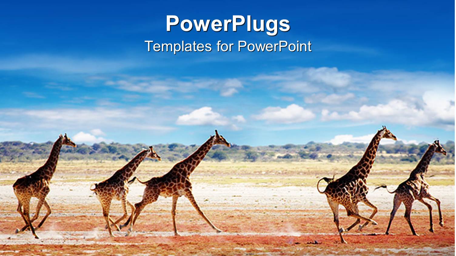 Herd of Giraffes Running on Savanna