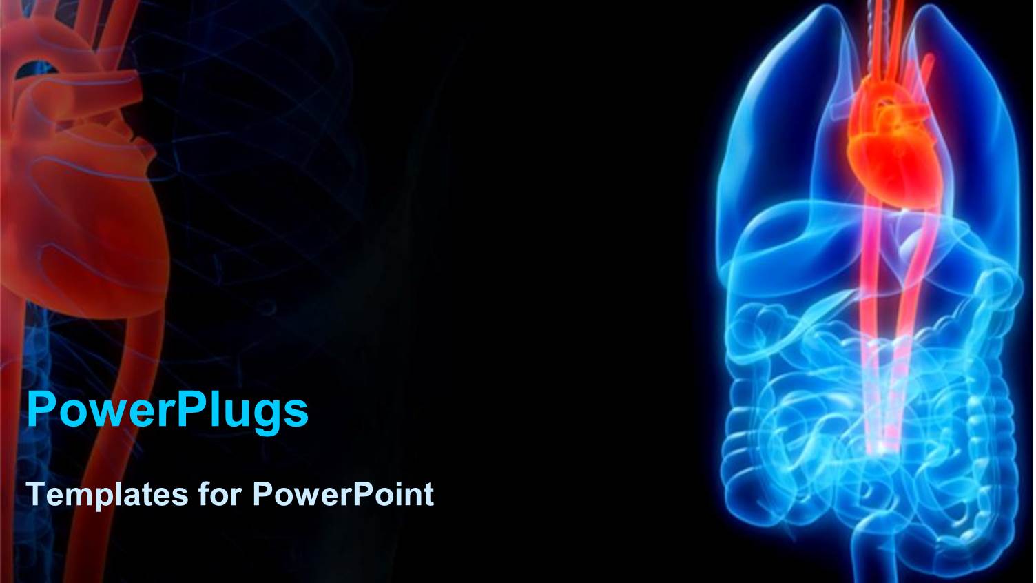 a Highlighted Blue and Red Human Digestive and Respiratory Tract System
