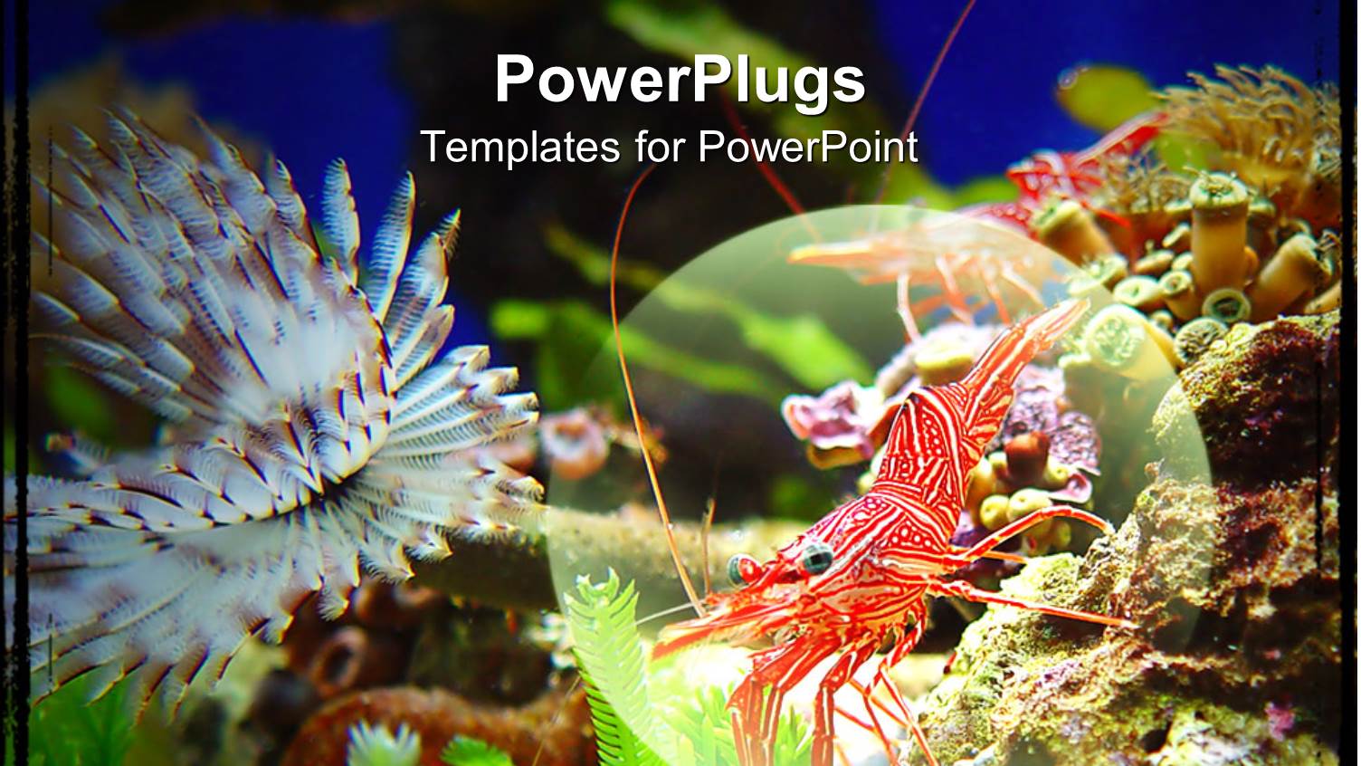 Highlighted Close Up of Shrimp Crawling on Rocks Underwater with Underwater Life Surrounding the Shrimps