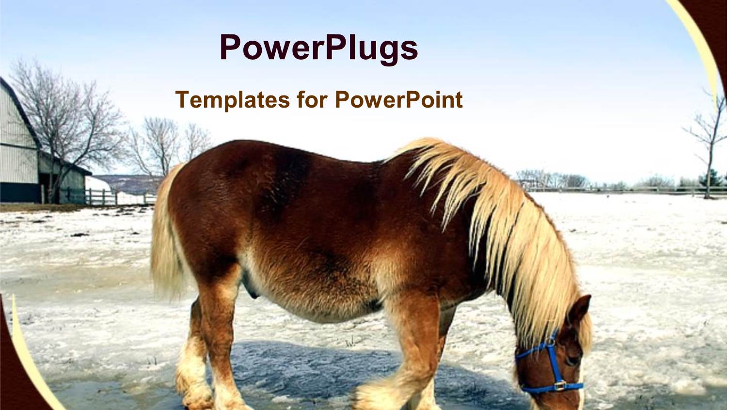 a Horse Drinking Already Melted Snow from the Ground