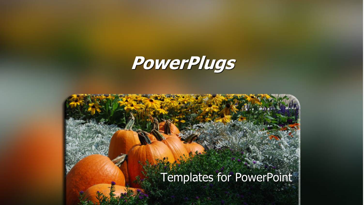 huge Pumpkins in a Pumpkin Patch Between Colorful Flowers in Garden