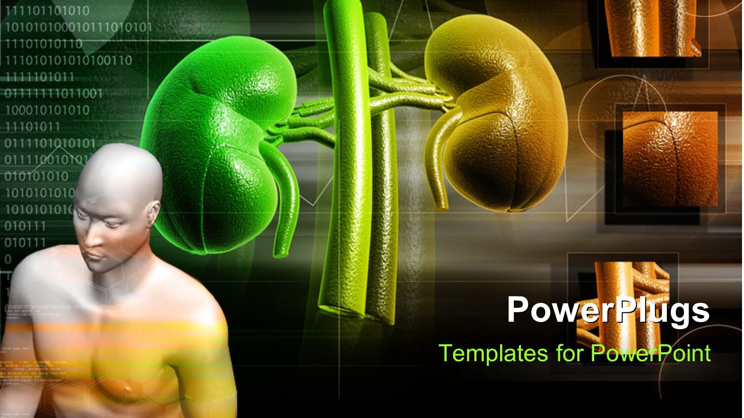 Human Anatomy with Kidney Structure in Background