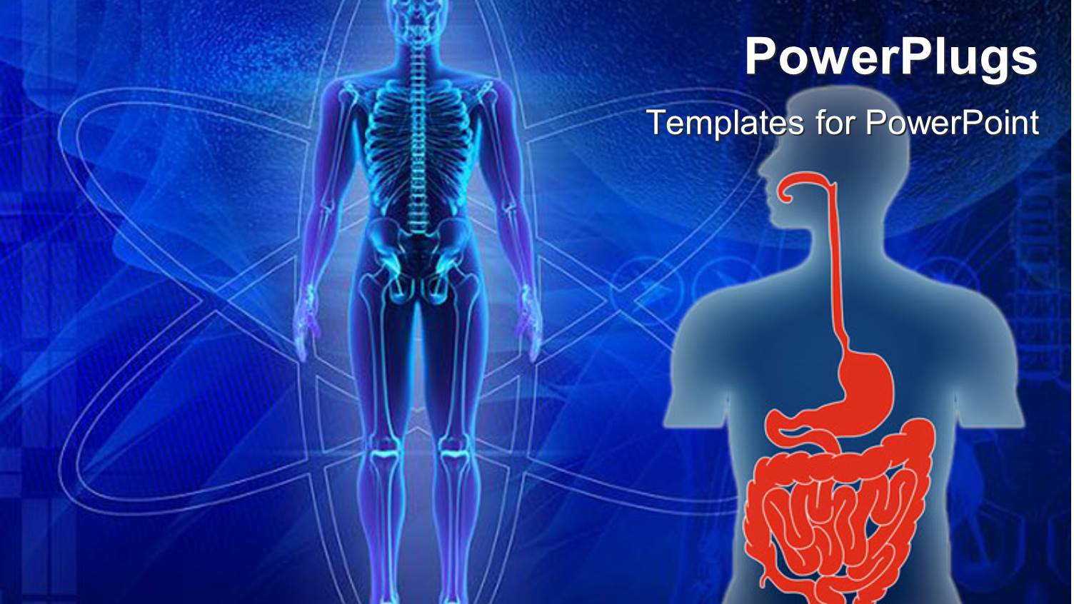 Human Body Showing Skeleton and Human Torso with Digestive Tract in Red