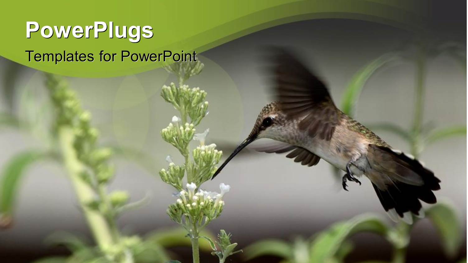 Hummingbird Drinking from small White Flowers