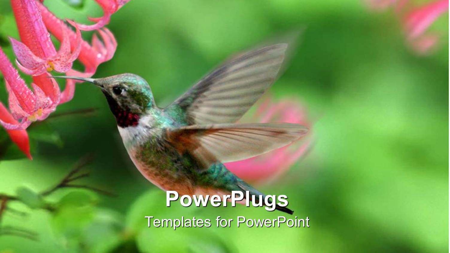 a Hummingbird Feeding on a Flower