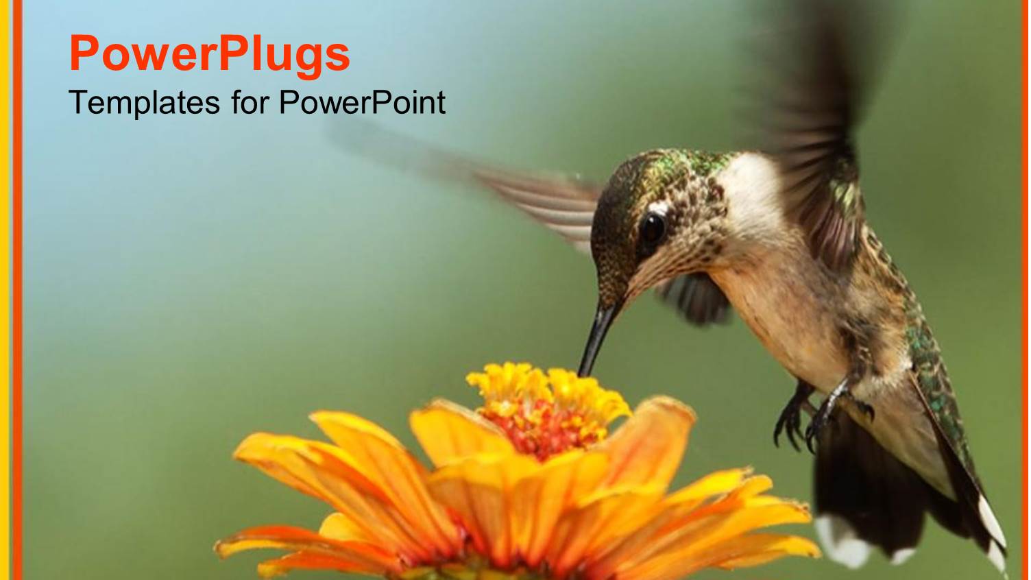 Hummingbird Performing Flight Movements Collecting Nectar from Yellow Flower