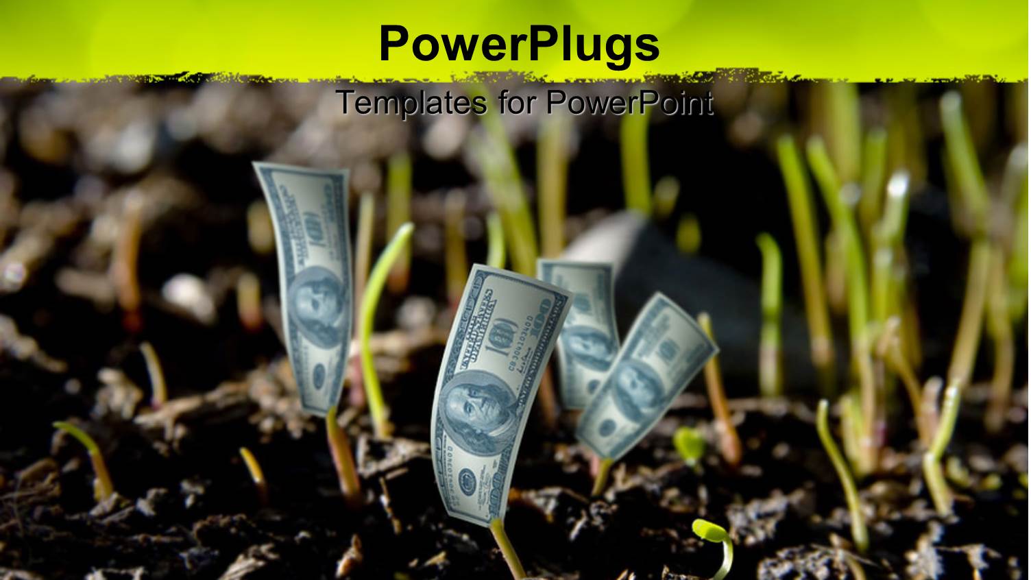 Hundred Dollar Bills Growing from the Ground with Grass