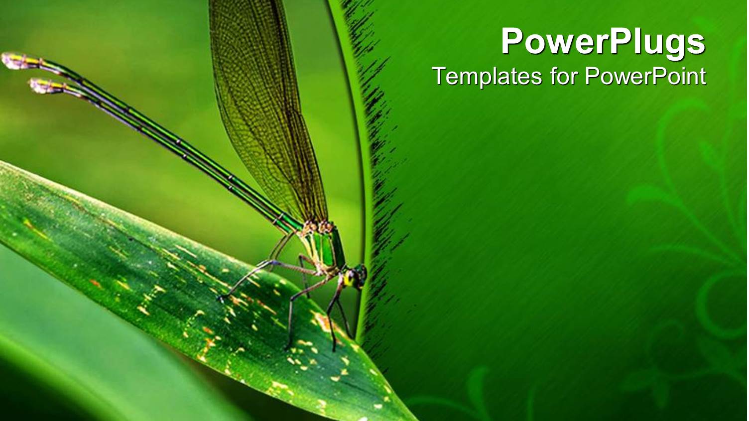 Insect Sitting on the Leaf of Maize with Green Background