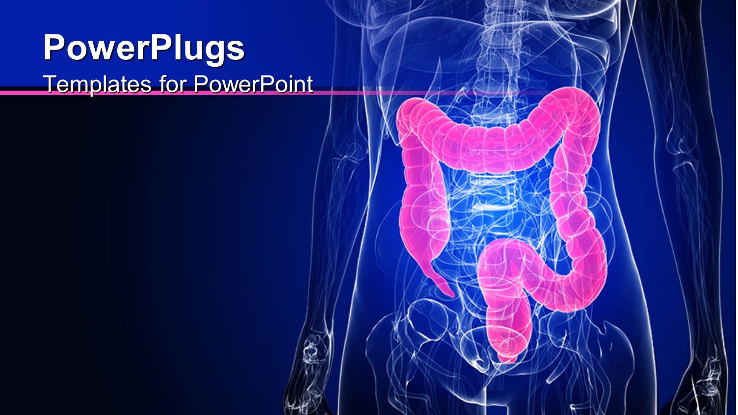 Inside of Human Body in Dark Blue with Colon Highlighted in Pink