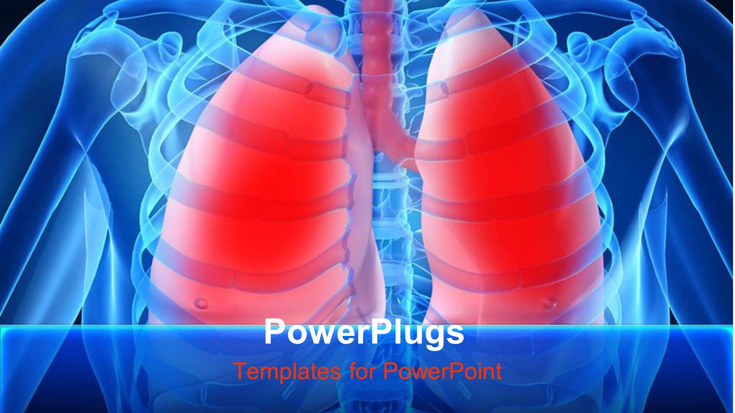 Inside of Human Chest with Lunch and Trachea Highlighted in Red
