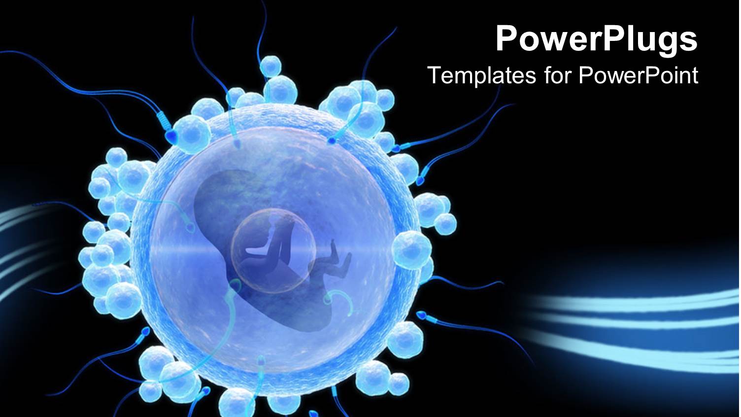 Isolated Egg Cell with Embryo on Black Background