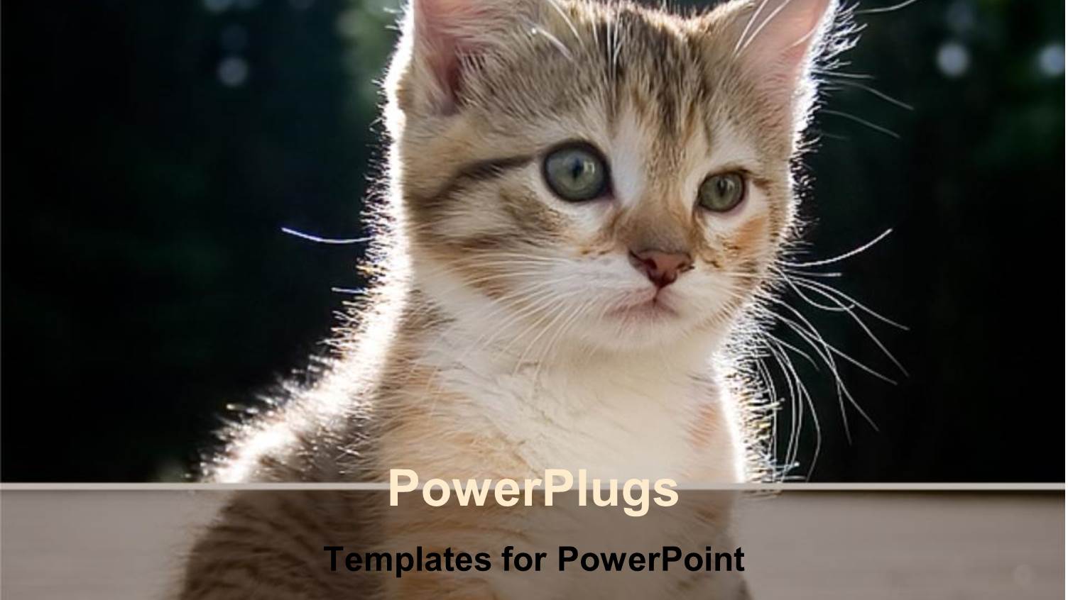 Kitten Watching at Something in Front of it, Focused little Cat on Blurred Background