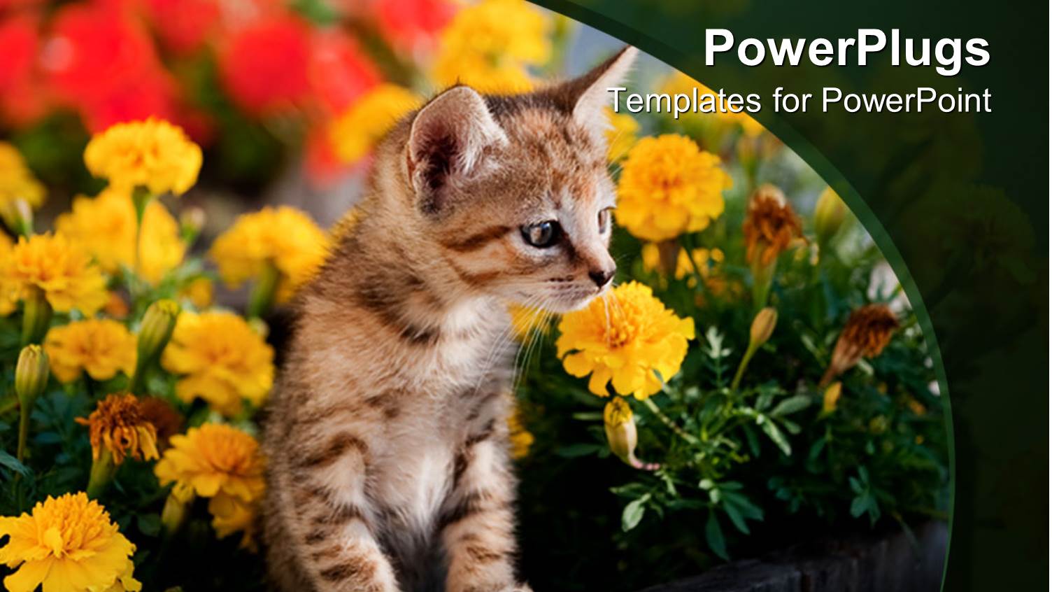 a Kitten Wit a Number of Flowers in Te Background