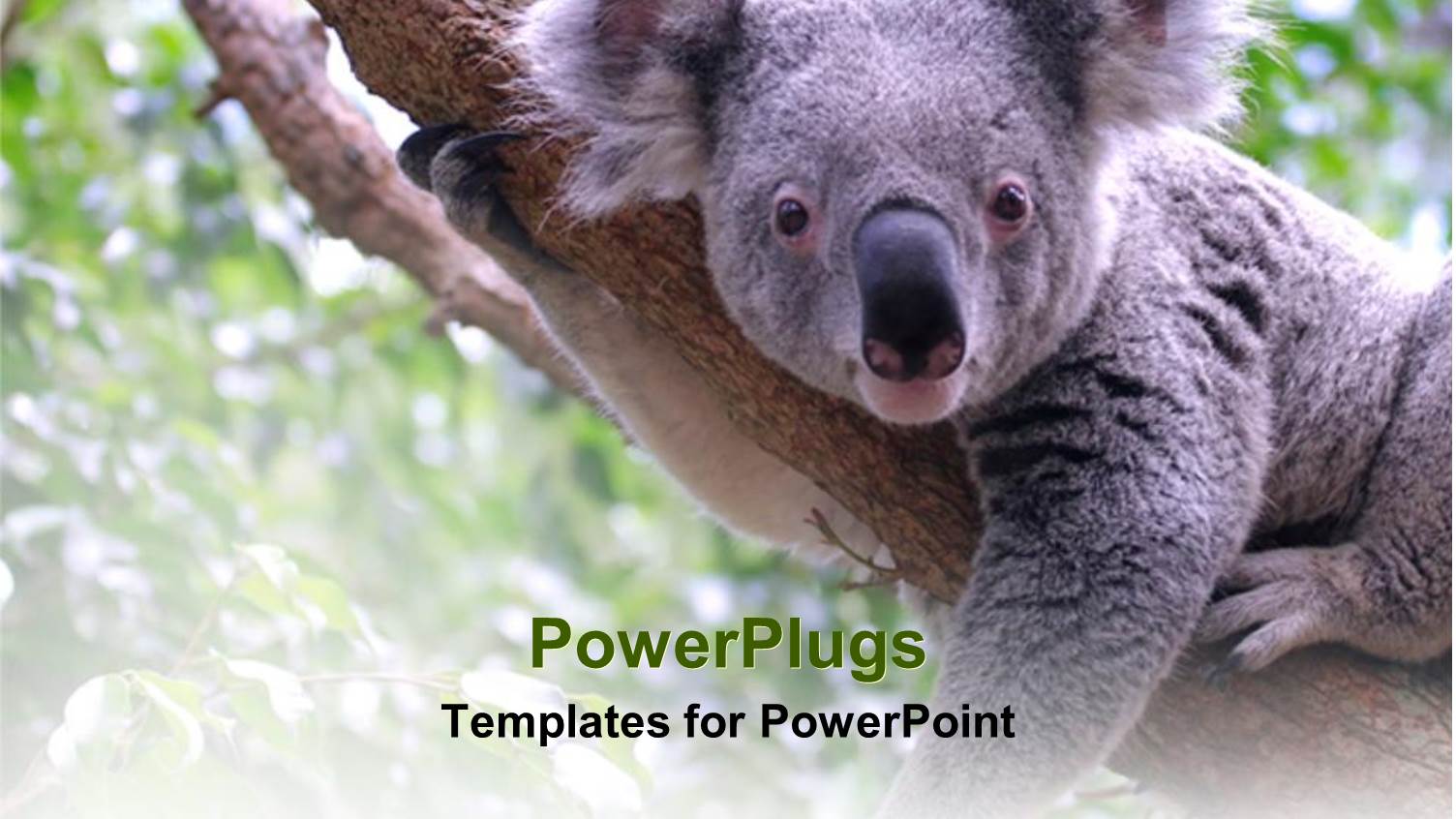 Koala Bear Laying on Tree Branch