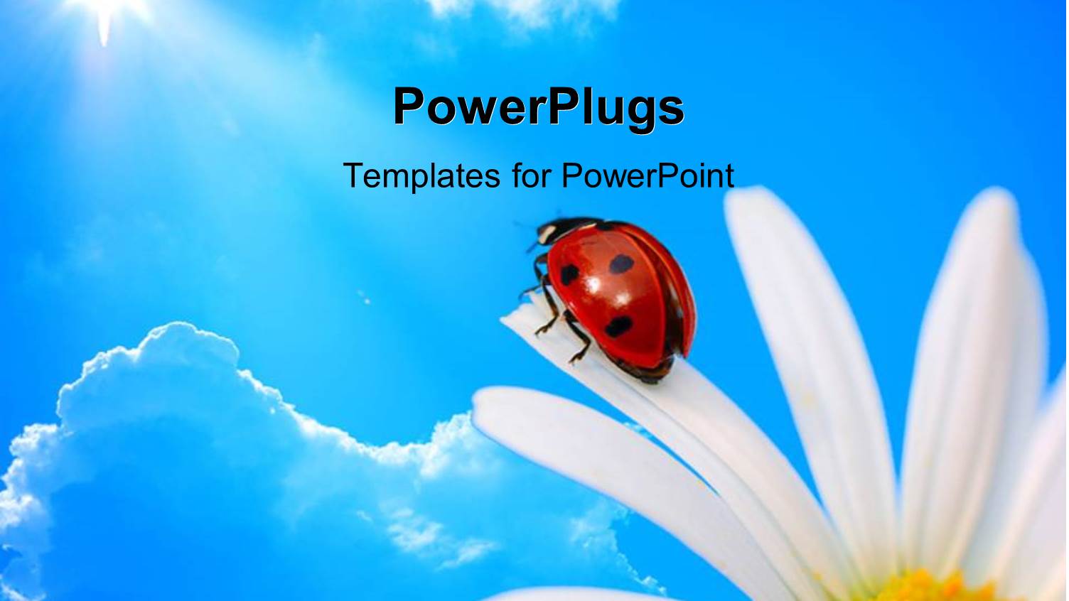 a Ladybird on a Flower with Clouds in the Background