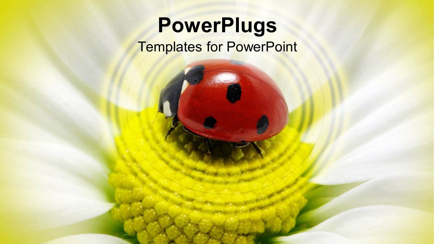 a Ladybug on a Flower with Blurred Background