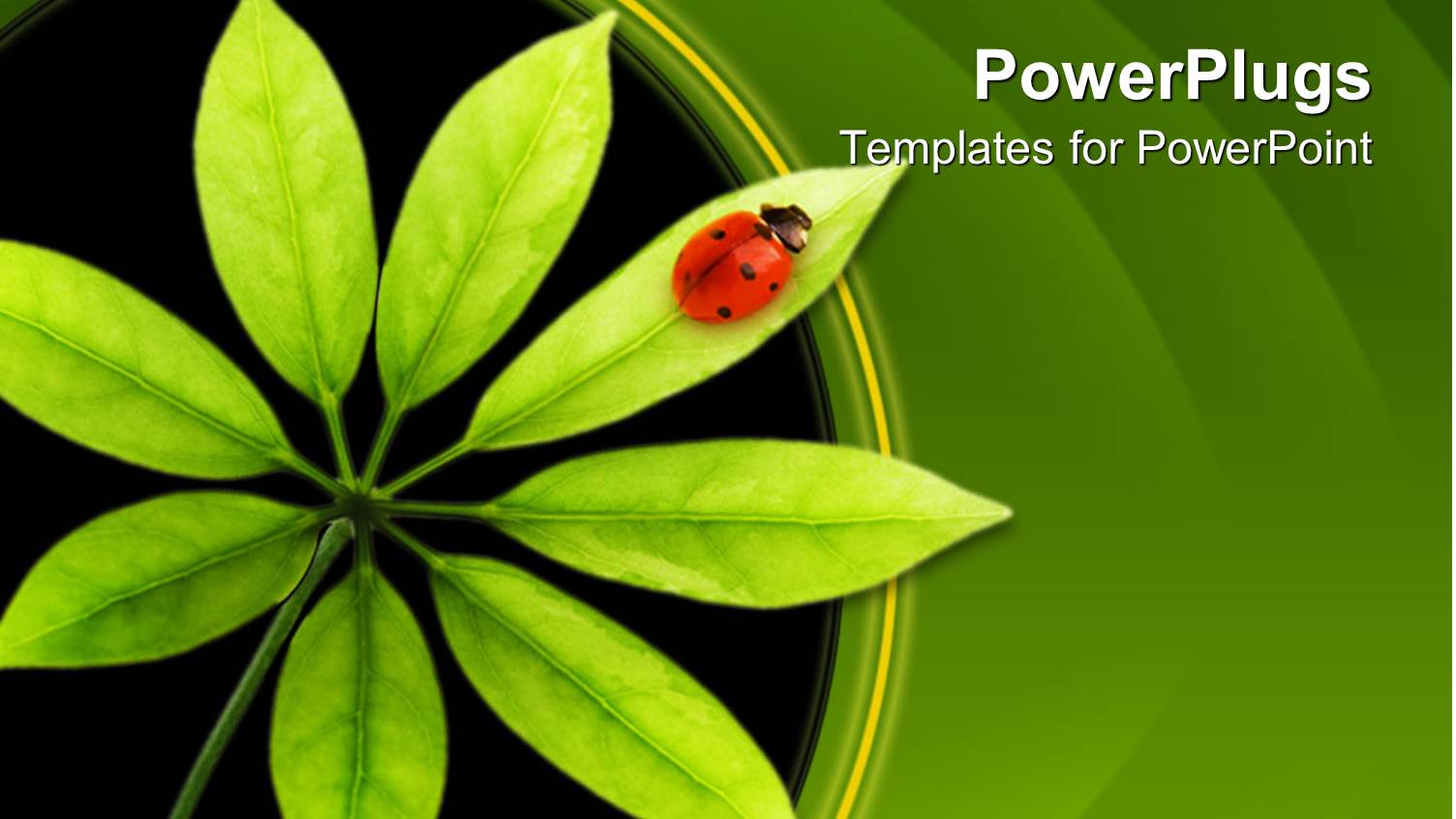 Ladybug on Green Leaf, Tree Leaf with Resting Ladybug on Black and Green Background