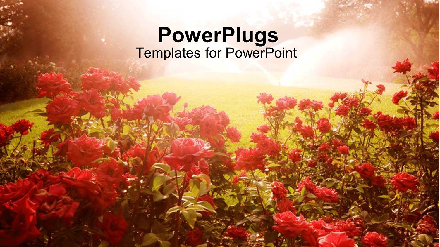 Landscape with Red Flowers, Green Grass Lawn Being Watered by Sprinklers