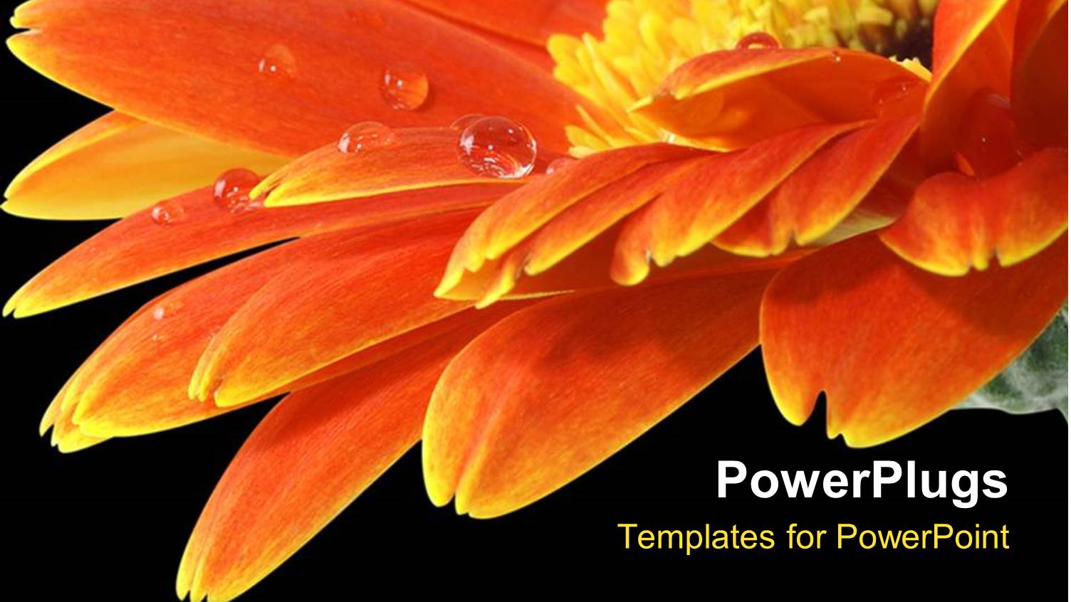 large Beautiful Orange and Yellow Flower with Black Background