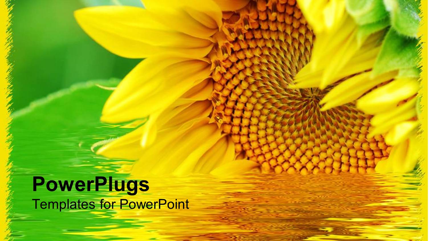 large Beautiful Sunflower on a River with Green Background