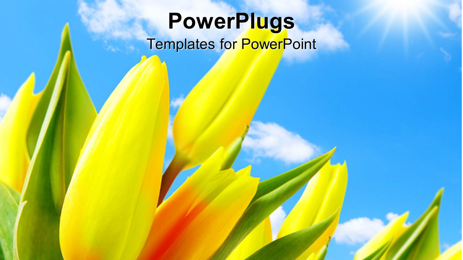 large Beautiful Tulips in Garden Against Blue Cloudy Sky