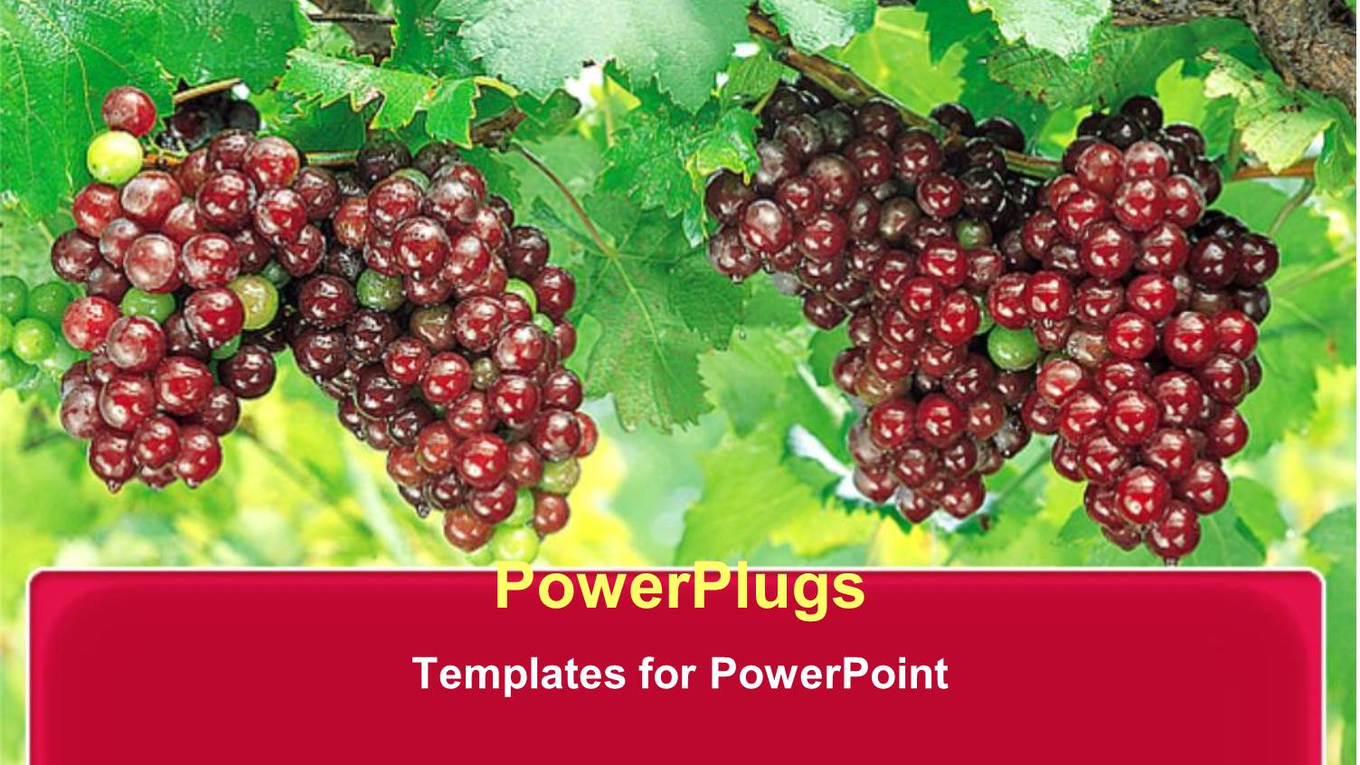 large Bunches of Purple Grapes on Vine with Bright Green Leaves