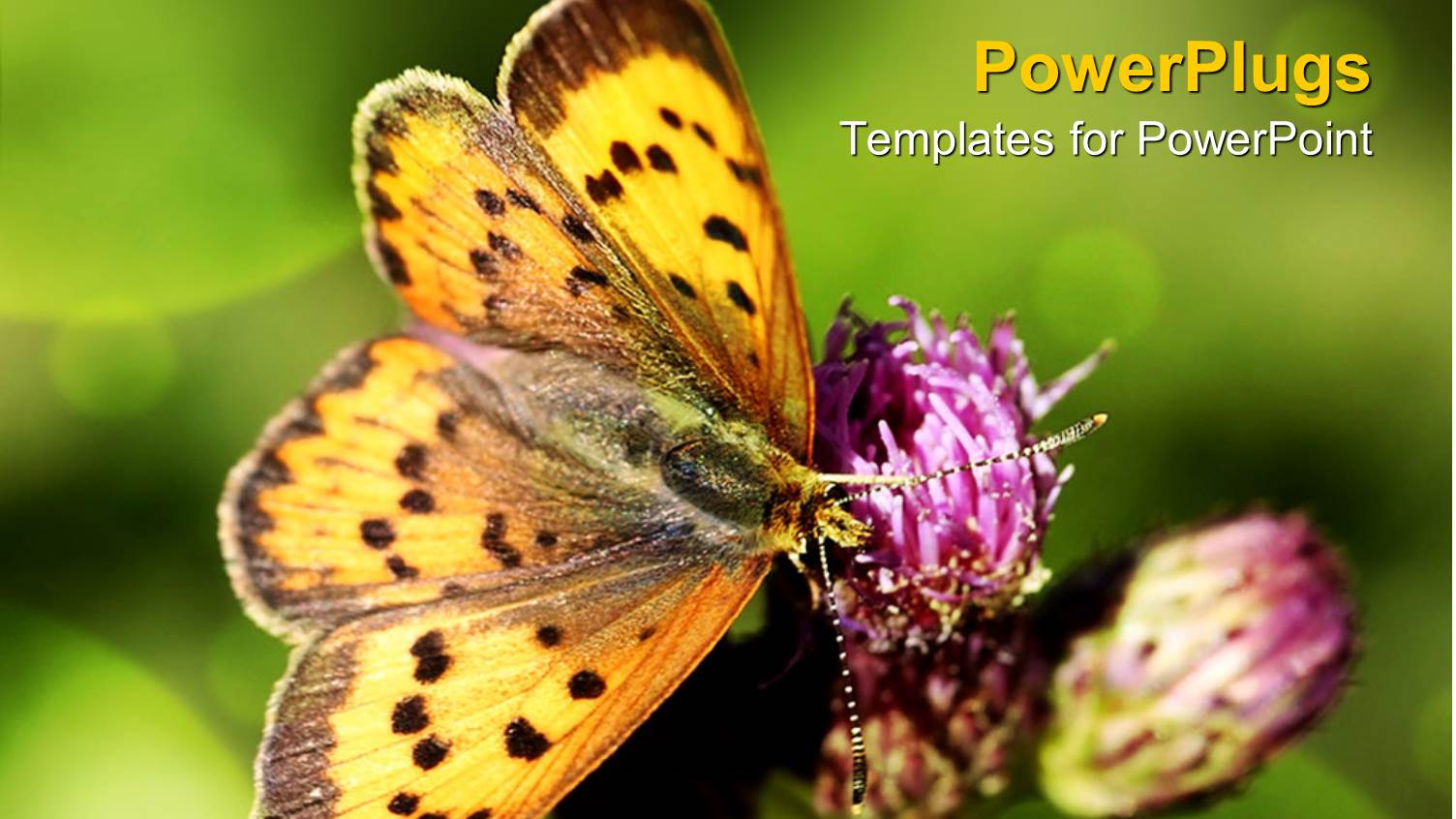a large Butterfly Resting on a Purple Flower with Blurry Background