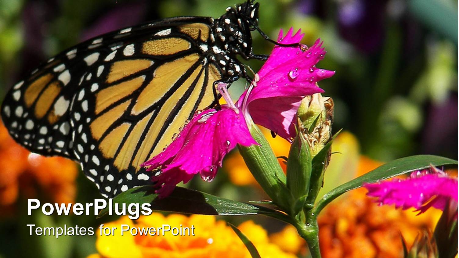 a large Butterfly Resting on a Wide Purple Flower