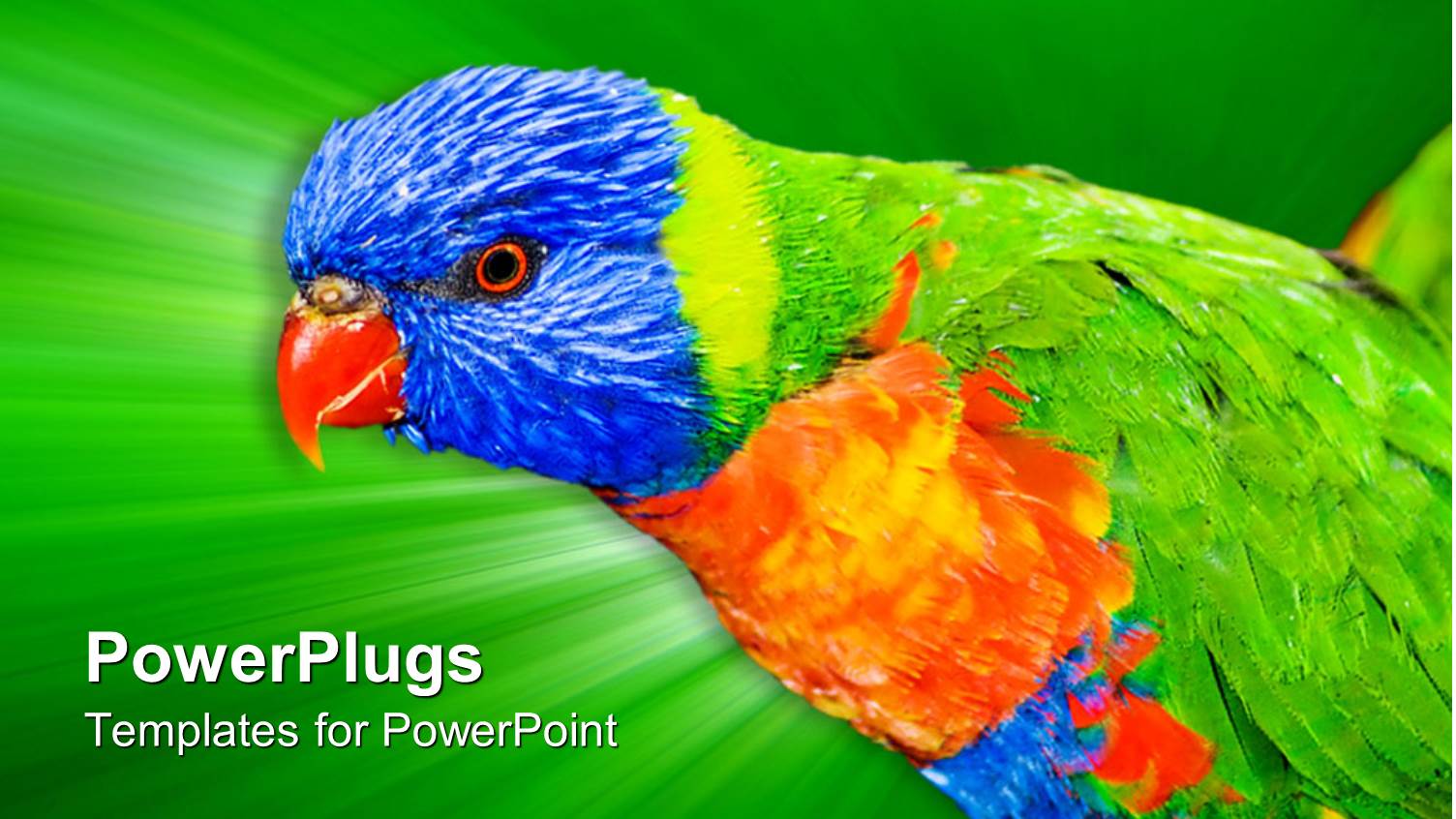 a large Colorful Bird with a Bright Green Shinning Background