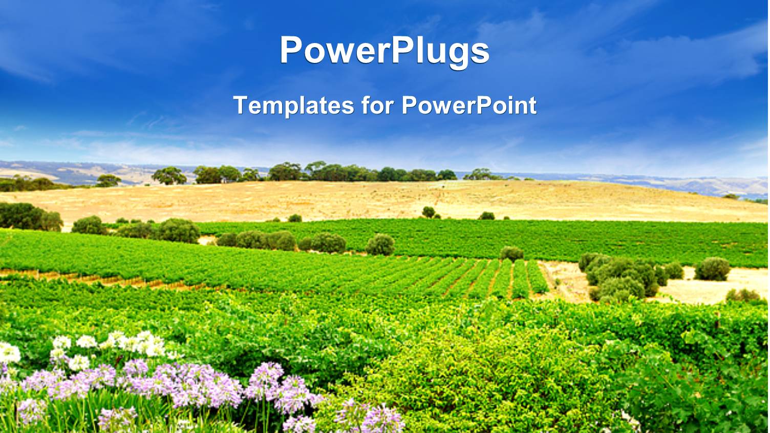 large Expance of Green Grass Field and Blue Sky