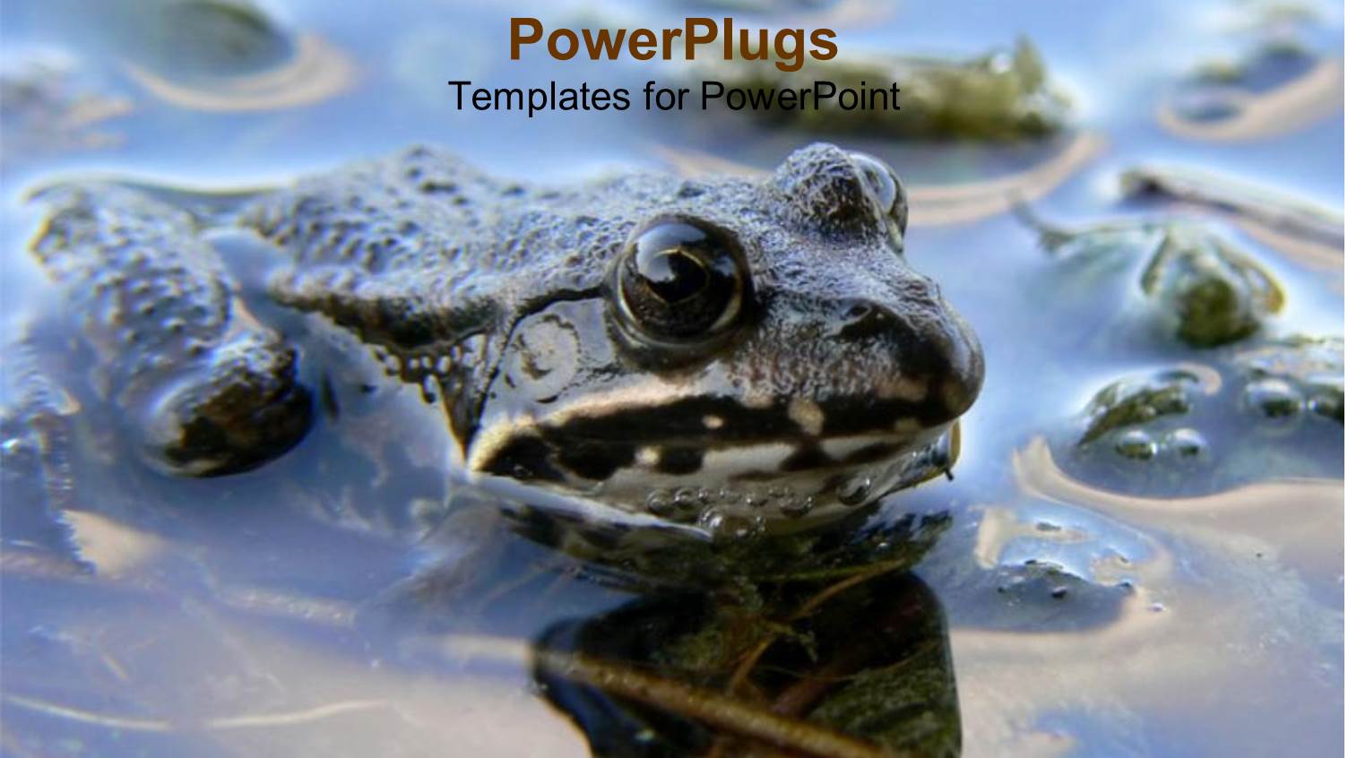 large Frog Submerged in Water with the Head Above