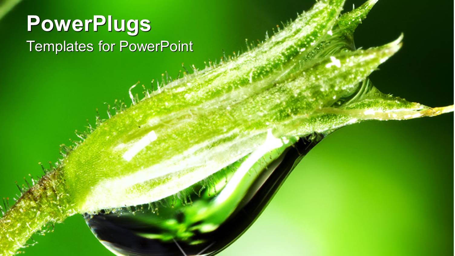 large Green Plant with Clear Water Droplet on it