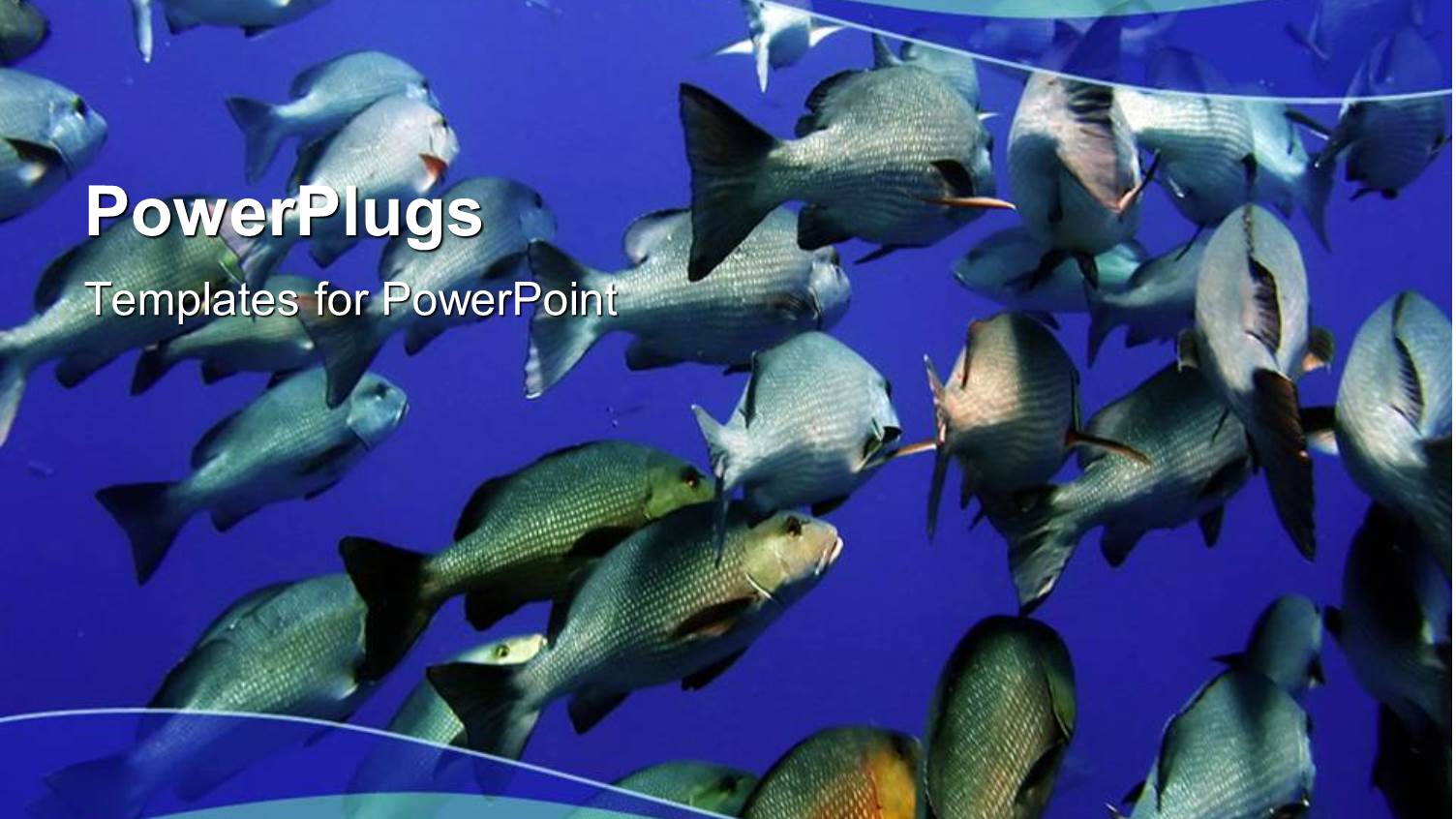 large Group of Swimming Fishes in Blue Water Underwater Life