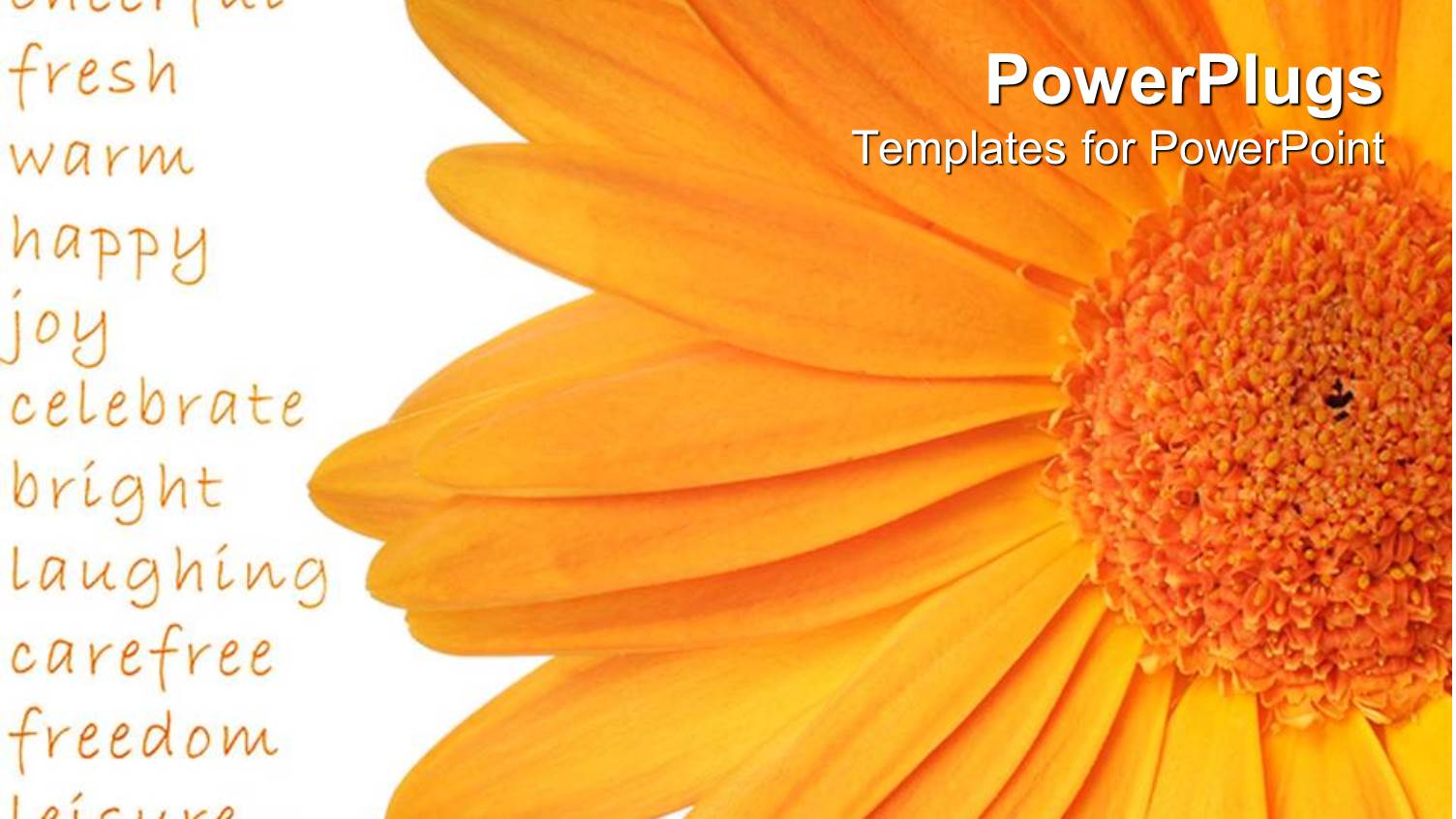 a large Orange Colored Flower on a White Background