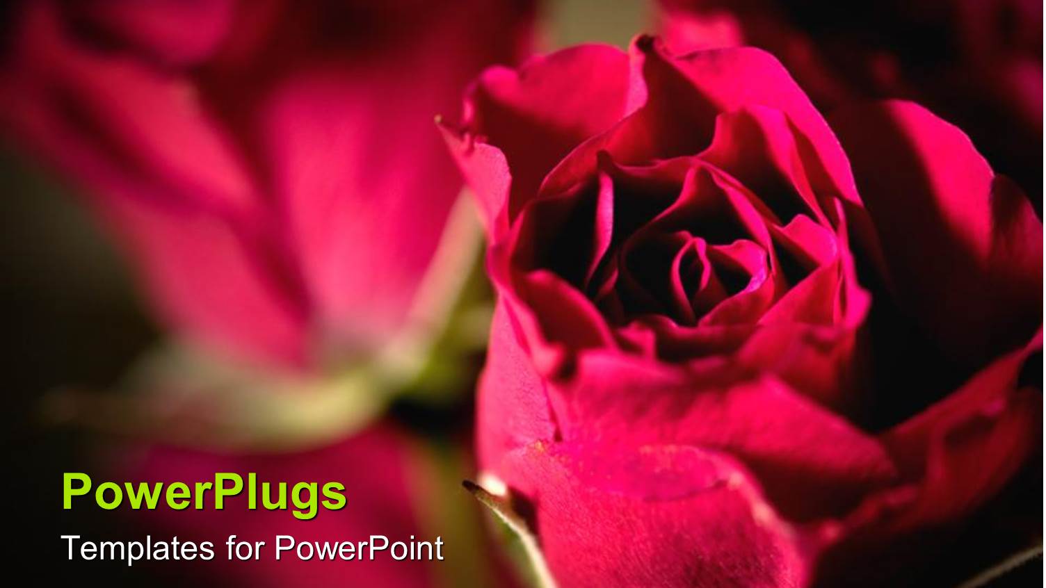 large Pink Colored Rose with a Blurry Rose Background