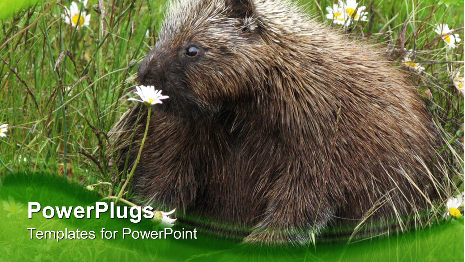 large Porcupine on Grass a Grass Field with Flowers